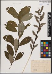 Foto von Salix caprea L. x Salix cinerea L.